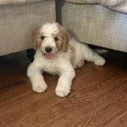 Goldendoodle Puppies from Mountain Grove Doodles