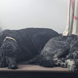 Poodles from Rosita's Standards
