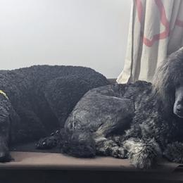 Poodles from Rosita's Standards