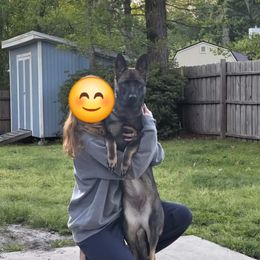 German Shepherd and Golden Retriever Puppies from Lace's High Flying German Shepherds And Golden Retrievers