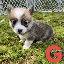 American Corgi and Pembroke Welsh Corgi Puppies from Cascadian Space Coast Corgis LLC