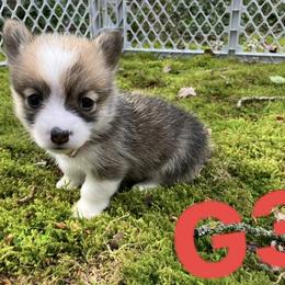 American Corgi and Pembroke Welsh Corgi Puppies from Cascadian Space Coast Corgis LLC