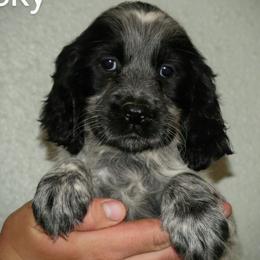 Rocky - Black and white male English Springer Spaniel puppy in Florida from Thunderbird Springers