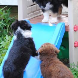 Australian Shepherd Puppies from Platinum Edition