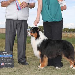 Dallas - Australian Shepherd