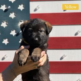 Yellow Collar Female - Sable female German Shepherd puppy in Louisville, Kentucky from Barrage K9