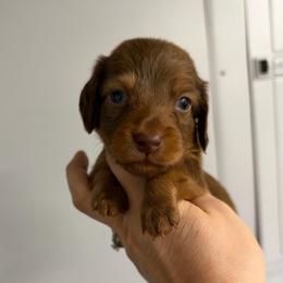 Clifford - Red male Dachshund puppy in Fredericksburg, Indiana from Blue River Mini Dachshunds