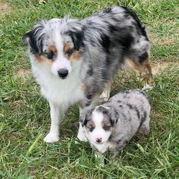 Dolly - Miniature American Shepherd