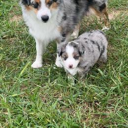 Dolly - Miniature American Shepherd
