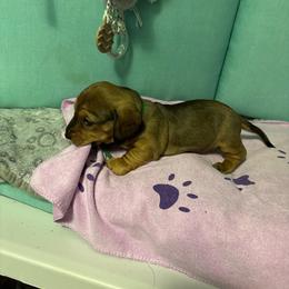 Green boy - Wheaten male Dachshund puppy in Live Oak, Florida from The Weenie Herd Mom