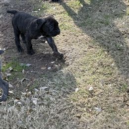Girl 1 - Cane Corso puppy from Revolutions Kennel