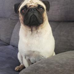 Bell - Pug