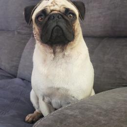 Bell - Pug