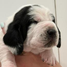 Orange - Black brown and white male Basset Hound puppy in Douglas, Georgia from Huffer Hounds and Havanese