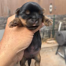 Maverick - Black and gold male Shorkie puppy in Escondido, California from Yorkies of Escondido
