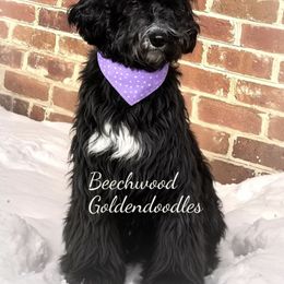 Biscuit - Goldendoodle