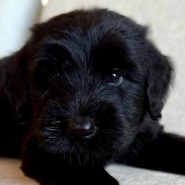 Boy 3 - Black male Giant Schnauzer puppy in Wildomar, California from My Angel Schnauzers
