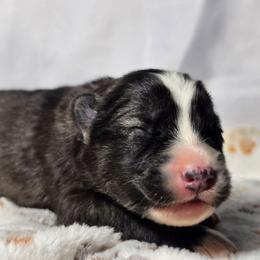 Power - Agouti and white female Siberian Husky puppy in Buckeye, Arizona from Anime Huskies