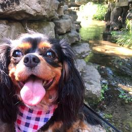 Kandie - Cavalier King Charles Spaniel