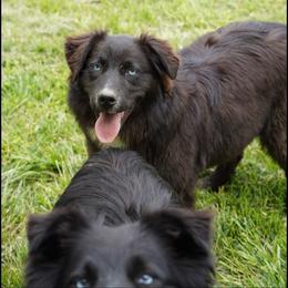 Cassie - Black & white female Australian Shepherd puppy in Kokomo, Indiana from North Central Aussies