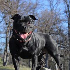 Staffordshire Bull Terriers from Ciera Staffords