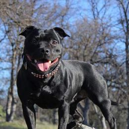 Staffordshire Bull Terriers from Ciera Staffords