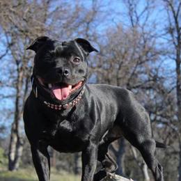 Staffordshire Bull Terriers from Ciera Staffords