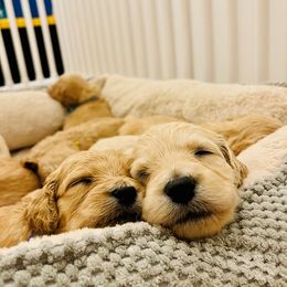 Goldendoodle Puppies from Southernly Sweet Doodles