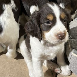 English Springer Spaniel Puppies from Desert Shadow Springers