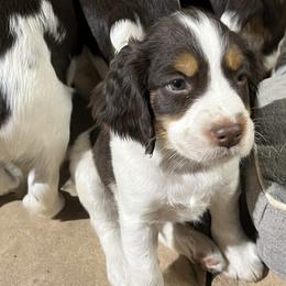 English Springer Spaniel Puppies from Desert Shadow Springers