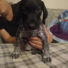 Moose - Black roan male German Shorthaired Pointer puppy in Marble, North Carolina from Dancin' German Shorthaired Pointer's
