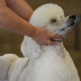 Pomeranians and Poodles from Carousel Poodles & Pomeranians