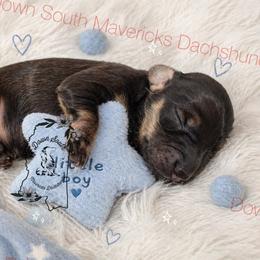 Black and cream sable - Sable male Dachshund puppy in Seminary, Mississippi from Down South Mavericks Dachshunds