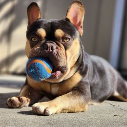 Bruno - French Bulldog