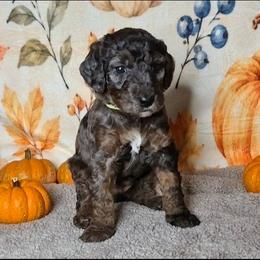 Cookie - Merle female Sheepadoodle puppy in Austin, Texas from Darling Doodles