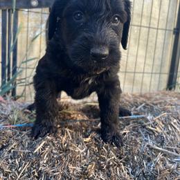 Minaj - Black female Giant Schnauzer puppy in Tabernash, Colorado from Schnauzer Paw Homestead