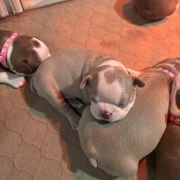 Girl 4 Green Collar - Boston Terrier puppy from So Cal Boston’s