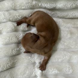Pretzel - Red female Dachshund puppy in Rialto, California from DashiesDachLLC