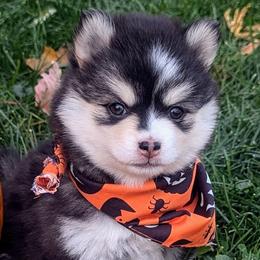 Lucie - Pomsky puppy from Chi-Town Pomsky