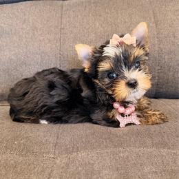 Daisy - Black and tan female Yorkshire Terrier puppy in Georgia from Nalley Kennels