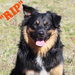RIP - Miniature Australian Shepherd