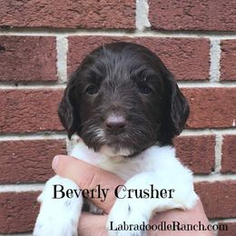 Labradoodle Ranch breeder of Labradoodle