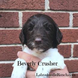 Labradoodle Ranch breeder of Labradoodle