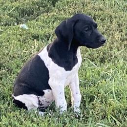 German Shorthaired Pointers from Amy Potter