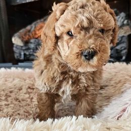 Cavapoo, Cockapoo, Goldendoodle, and Maltipoo Puppies from Perdue Puppies