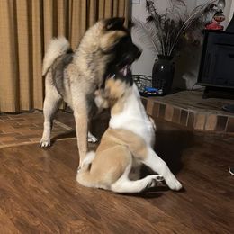 Akita Puppies from Majestic Valley Farms