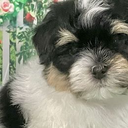 Bichon Frises and Havanese from Cambeas Puppies
