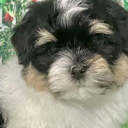 Bichon Frises and Havanese from Cambeas Puppies