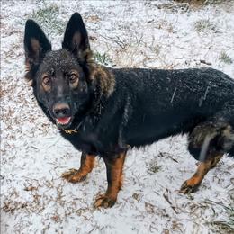 Zorah - German Shepherd