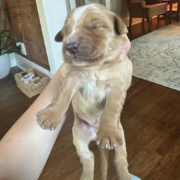 Golden Retriever Puppies from Red-Dawn